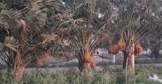 কাতারে লিজ নেয়া জমিতে খেজুরের বাগান; প্রবাসী বাংলাদেশিদের ব্যাপক সাফল্য